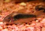   (Corydoras aeneus), S 