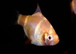    (Puntius tetrazona var., Barbus tetrazona, Capoeta tetrazona), S 