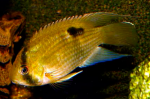   (Cleithracara maronii, Acara maronii, Aequidens maroni), S