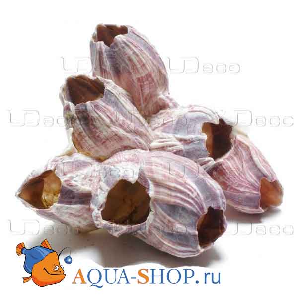 Коралл морской жёлудь UDECO 5-10 см, упаковка 0,2 кг