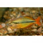   (Melanotaenia herbertaxelrodi), S 