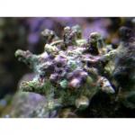 -   (Astralium calcar), M 