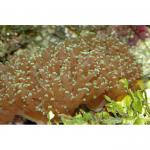    (Euphyllia glabrescens), M 