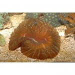 ,   (Scolymia sp., Acanthophyllia sp.), M