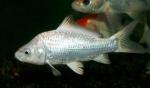 -  (Cyprinus carpio var.), L 