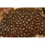   (, ), Zoanthiniaria Gen.sp. (Zoanthus, Palythoa), M 