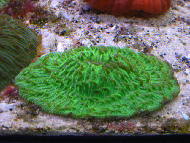 Фунгия зеленая, Коралл грибовидный (Fungia sp.), M 