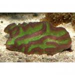  (Symphyllia sp.), L 