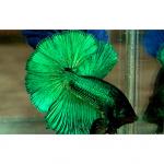    (Betta splendens var.), L 