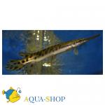   ,   (Atractosteus spatula, Lepisosteus spatula), L 