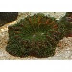 ,   (Scolymia sp., Acanthophyllia sp.), S 