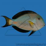   (Acanthurus sohal), S 