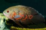  (Astronotus ocellatus var.), L 