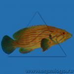   (Cephalopholis formosa), S  