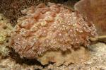   (Goniopora sp.), S 