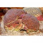   (Goniopora sp.), M 