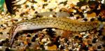   (Mastacembelus armatus), S 