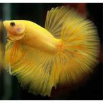    (Betta splendens var.), L  