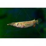   (Dermogenys pusillus), S 