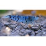    " " (aridina sp. "Tiger Blue Perl"), M 
