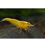   " " (Neocaridina heteropoda var. Yellow), M 