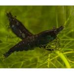   " ",   (Neocaridina heteropoda var. Rili), M 
