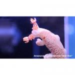  ,   (Nudibranchia Gen.sp.), M 