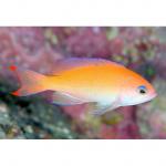   (Pseudanthias hypselosoma), M 