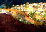    (Gyrinocheilus aymonieri), L 