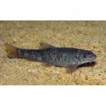   (Garra rufa), S 