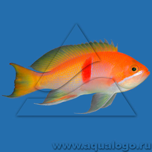Антиас трехцветный, Антиас рубризонатус (Pseudanthias rubrizonatus), M 