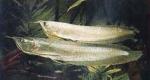   (Osteoglossum bicirrhosum), L 