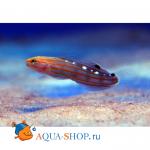 - ,   (Amblygobius rainfordi), M 