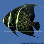  ,  ,   (Pomacanthus paru), L 