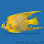 - ,   (Holacanthus ciliaris), L 