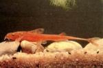   (Rineloricaria sp. "red"), S 