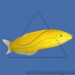  ,  (Halichoeres chrysus), L 