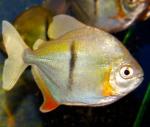   (Myleus schomburgkii), M 