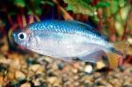   (Alestopetersius caudalis, Hemigrammopetersius caudalis), M 