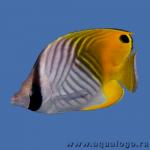  ,  ,   (Chaetodon auriga), XL 
