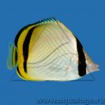  ,  ,  ,   (Chaetodon vagabundus, Chaetodon  pictus), L 