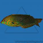 - ,   (Macropharyngodon ornatus), M 