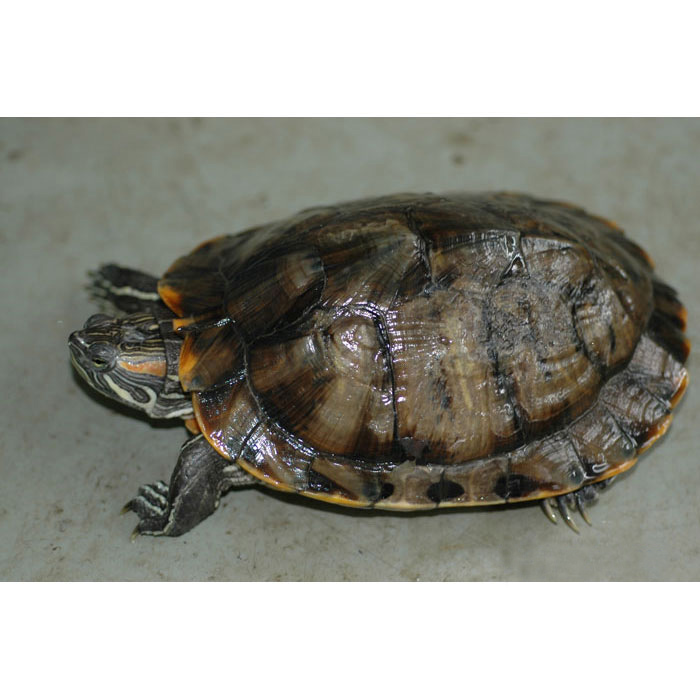 Черепаха красноухая (Trachemys scripta elegans), M 