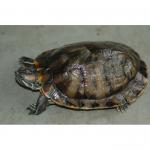   (Trachemys scripta elegans), M 