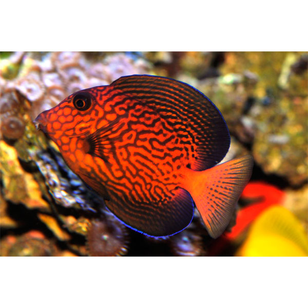 -  (Ctenochaetus hawaiienensis), S 
