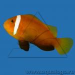  ,  ,   (Amphiprion nigripes), L 