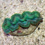  ,  ,   (Tridacna crocea), L 