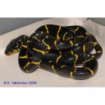    (Boiga dendrophila melanota), XL 
