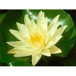    (Nymphaea Sunrise yellow), M 