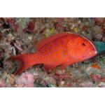  ,    (Variola albimarginata), S 
